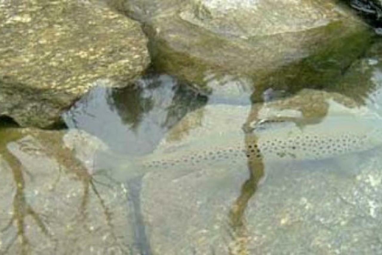 Bilocale A Due Passi Dal Gran Paradiso Locana Luaran gambar